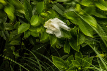 夢(mèng)幻梔子花