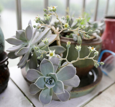 多肉植物