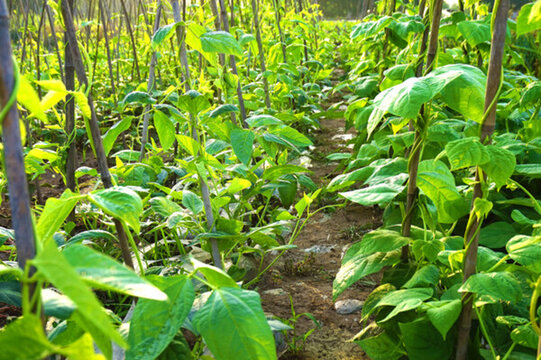 蔬菜種植 農(nóng)家菜地