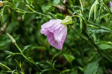 粉色小花