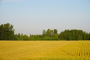 小麥 麥田