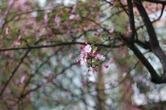 櫻花