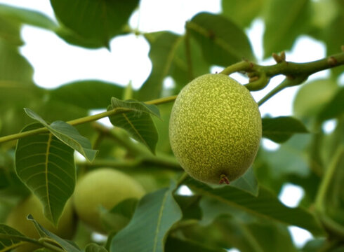 核桃 核桃樹