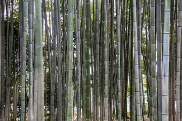 嵐山竹林