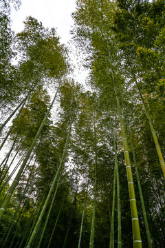 嵐山竹林