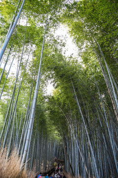 嵐山竹林