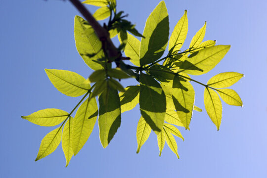 初夏 陽(yáng)光 綠葉 天空