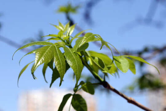 初夏 陽(yáng)光 綠葉 天空