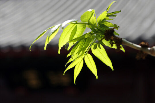 初夏 陽(yáng)光 綠葉 天空