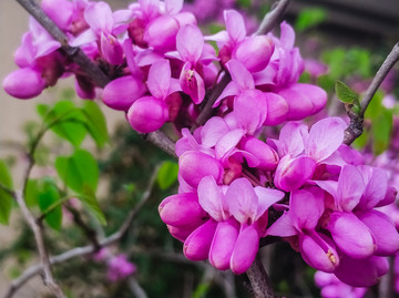 紫荊花