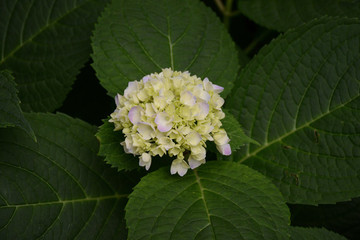 繡球花