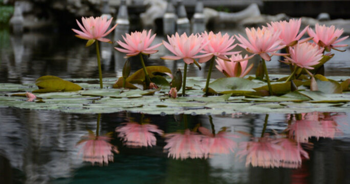 睡蓮花