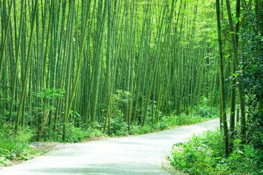 竹林小路