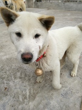 小狗