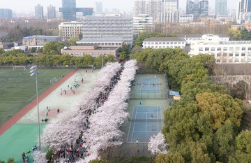 櫻花爛漫