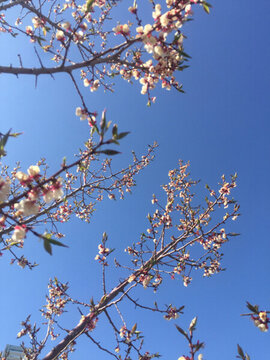 花之約