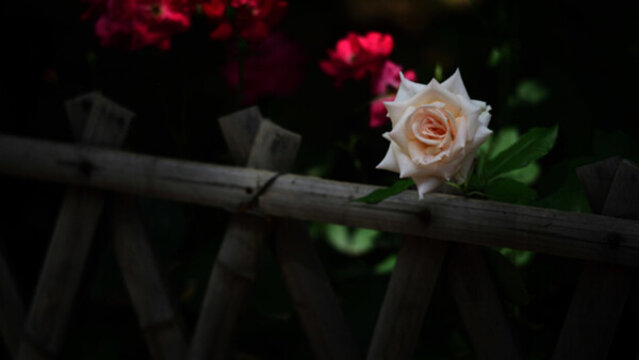 月季花1