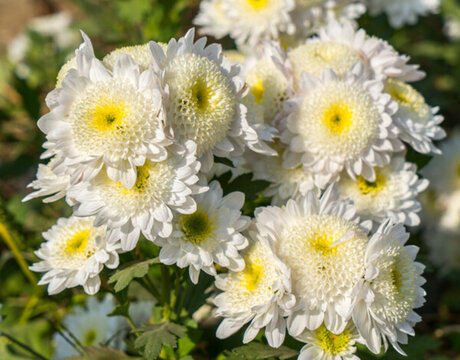 菊花種植