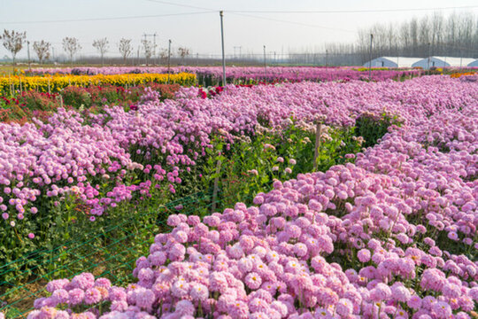 菊花種植園
