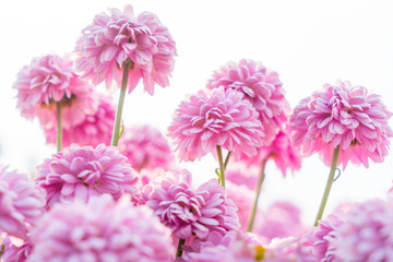 菊花種植