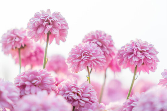 菊花種植