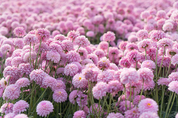 菊花種植