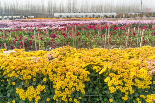 鮮花種植