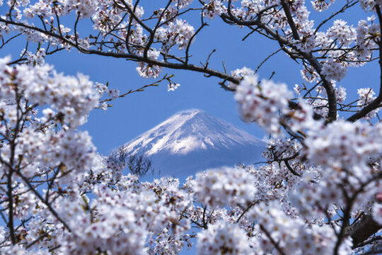 日本富士山櫻花