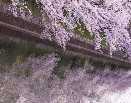 櫻花倒影