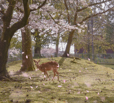 日本奈良公園小鹿襯櫻花