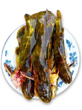 黃骨魚