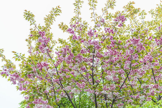 櫻花