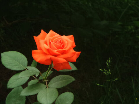 月季花