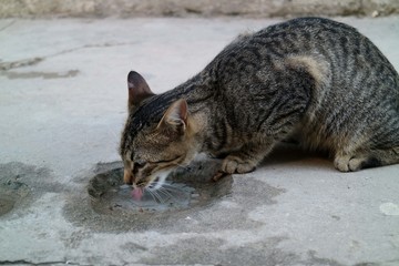 貓 貓在喝水