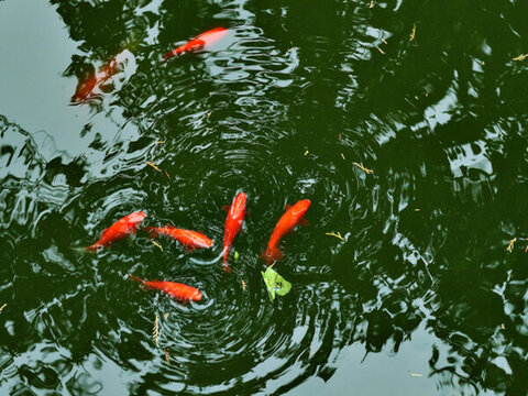 觀賞魚