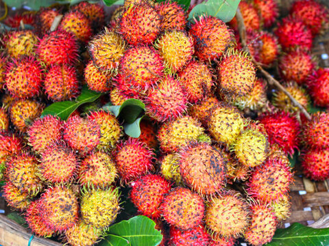 紅毛丹