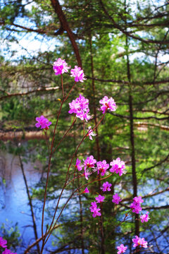 河岸杜鵑花