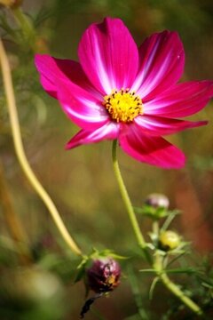 小紅花