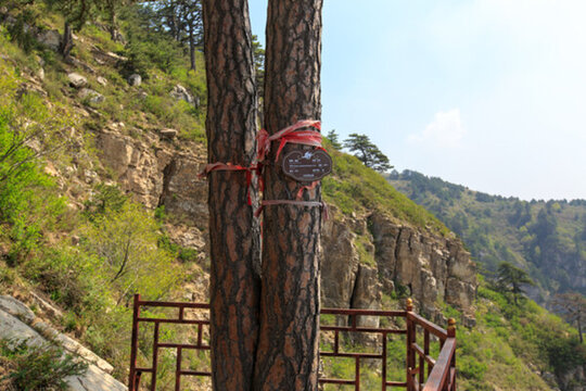 北岳恒山 姊妹松