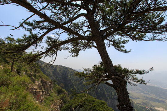 北岳恒山 恒山松