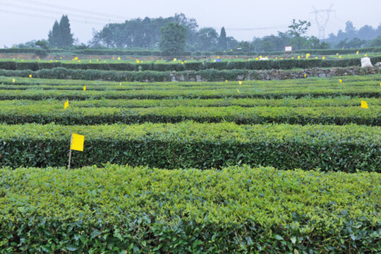 生態(tài)茶園