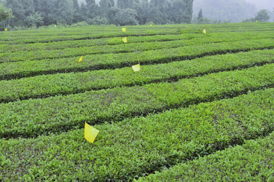生態(tài)茶園