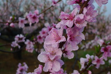 中山公園的桃花