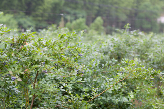 藍莓