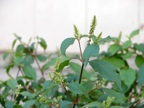 莧科藥用植物牛膝