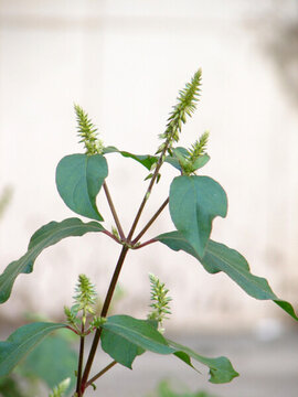 莧科藥用植物牛膝