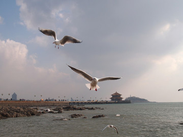 青島市 海濱風(fēng)光 海鷗