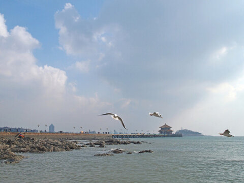 青島市 海濱風光 海鷗
