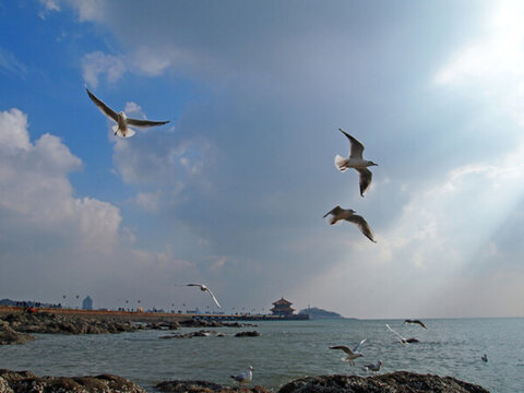 青島市 海濱風(fēng)光 海鷗