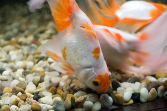 金魚